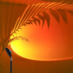 Sunset with palm leaves casting shadows on a wall